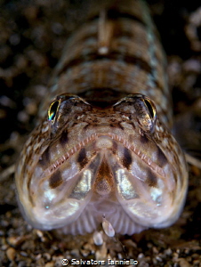 lizard by Salvatore Ianniello 